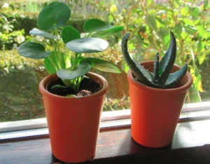 Brighten Your Home: 5 Plants You Can Grow In Your Home