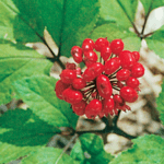 How Long Does It Take For Panax Ginseng To Work?