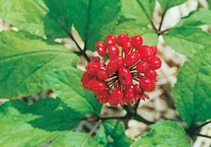 How Long Does It Take For Panax Ginseng To Work?