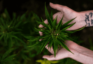 Discover the Best Places to Grow Marijuana