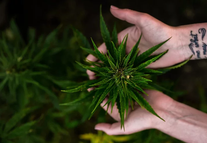 Discover the Best Places to Grow Marijuana