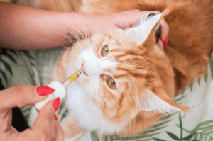 Guide to Cannabis Oil for Dogs & Cats
