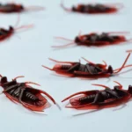 Get Rid of Common Household Bugs