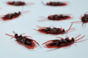 Get Rid of Common Household Bugs