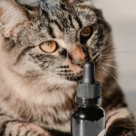 Adding CBD Oil For Cats For Pet Health