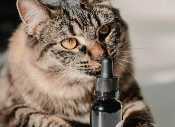 CBD Oil For Cats
