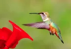 Hummingbird Meanings and Symbolism