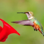 Hummingbird – Spirit Animal, Totem, Symbolism and Meaning