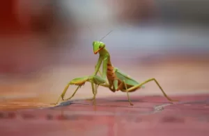 Praying Mantis Symbolism & Meaning