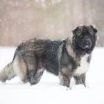 Russian Bear Dog (The Ultimate Caucasian Shepherd Guide)