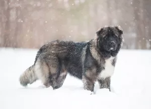 Russian Bear Dog