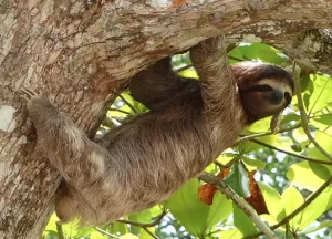 Dumbest Animals In The World