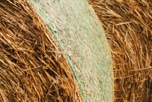 Difference between hay and straw