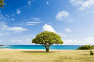 Dreams About Trees – Meaning and Interpretation