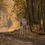 Forest Animals: List of Animals That Live in the Forest with ESL Pictures!