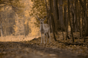 List of Animals That Live in the Forest