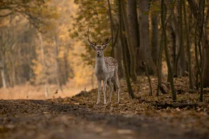 Forest Animals: List of Animals That Live in the Forest with ESL Pictures!