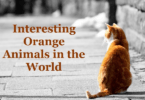 Interesting Orange Animals in the World