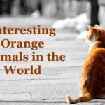 Orange Animals: 20 Interesting Orange Animals in the World