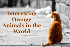 Orange Animals: 20 Interesting Orange Animals in the World