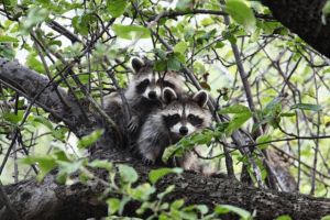 List of Woodland Animals