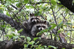 Woodland Animals: List of 25+ Woodland Animals with Example Sentences
