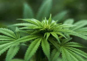 Cannabidiol (CBD)