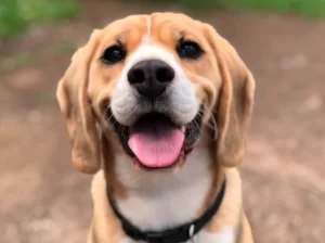 How to Stop Your Dog From Chewing Stuff