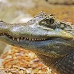 Alligator (Spirit Animal) Symbolism and Dream Meaning