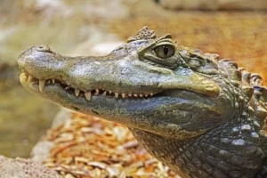 Dreams About Alligators
