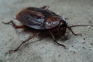 Spiritual Meaning of Cockroaches