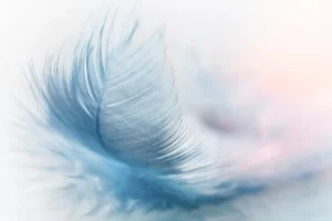 Grey Feather Dreams