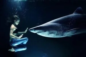 Swimming with Sharks Dream Meaning and Symbolism