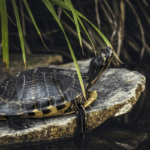 Turtle Dream Meaning and Symbolism