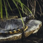 Turtle Dream Meaning and Symbolism