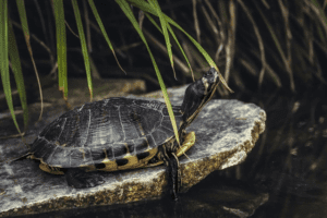 Turtle Dream Meaning & Symbolism