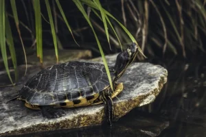 Turtle Dream Meaning and Symbolism