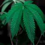 Growing Cannabis Indoors
