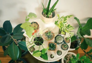 Next-level Indoor Plants: Hanging Plants Make Rooms Change