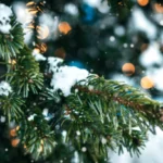 Countries That Celebrate White Christmas