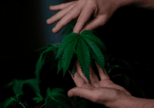Guide to Growing Cannabis