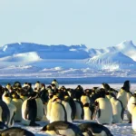 Antarctica Animals | List of Interesting Animals that Live in Antarctica