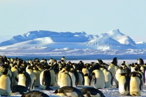 Antarctica Animals | List of Interesting Animals that Live in Antarctica