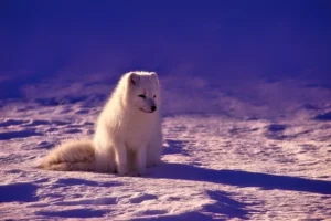 Arctic Animals: List of Arctic Animals with Interesting Facts