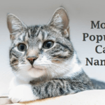 Cat Names: Most Popular Male and Female Cat Names