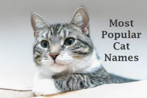 Cat Names: Most Popular Male and Female Cat Names