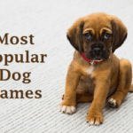 Dog Names: Most Popular Male and Female Dog Names