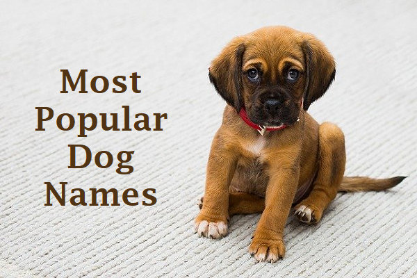 what are the most popular names for male dogs