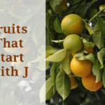 Fruits That Start With J