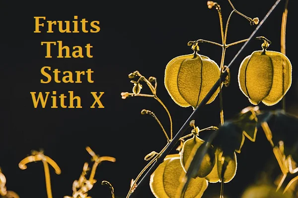 Fruits That Start With X